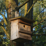 Auch Vögel und Fledermäuse sollen sich wohlfühlen