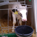 Besuch des Bauernhofs!